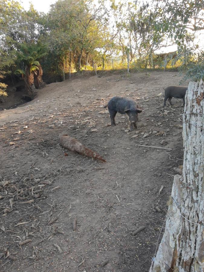 Rio Rufino Fazenda Tamandua Casa De Campo - Cabana Coragemヴィラ エクステリア 写真