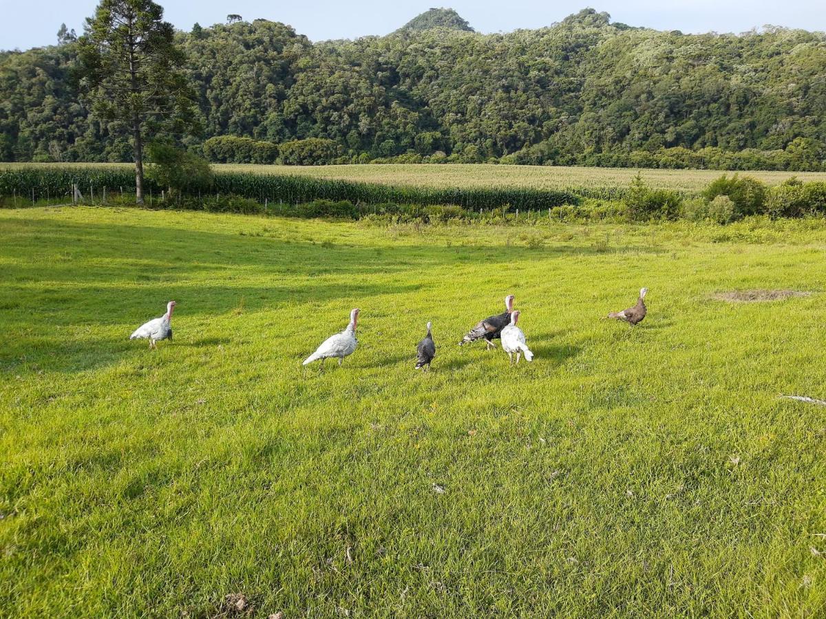 Rio Rufino Fazenda Tamandua Casa De Campo - Cabana Coragemヴィラ エクステリア 写真